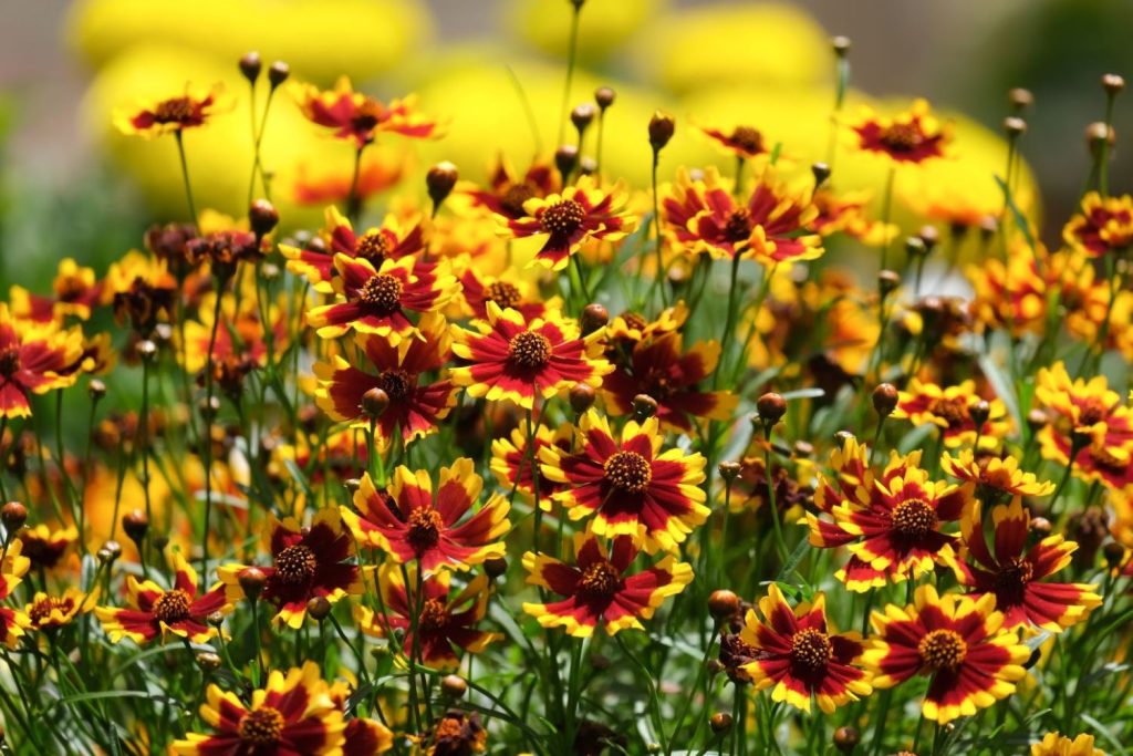 red and yellow coreopsis flowers