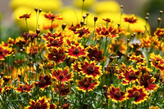 Coreopsis varieties and species: differences & growing tips