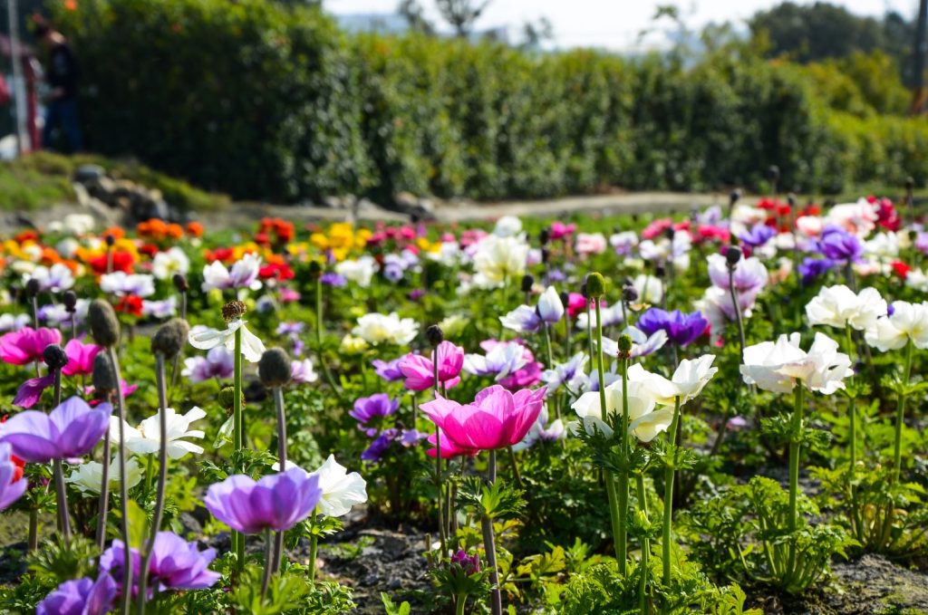 Garden anemone flowering season