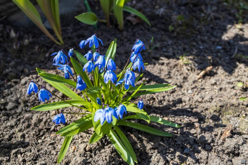 poisonous Scilla with blue flowers