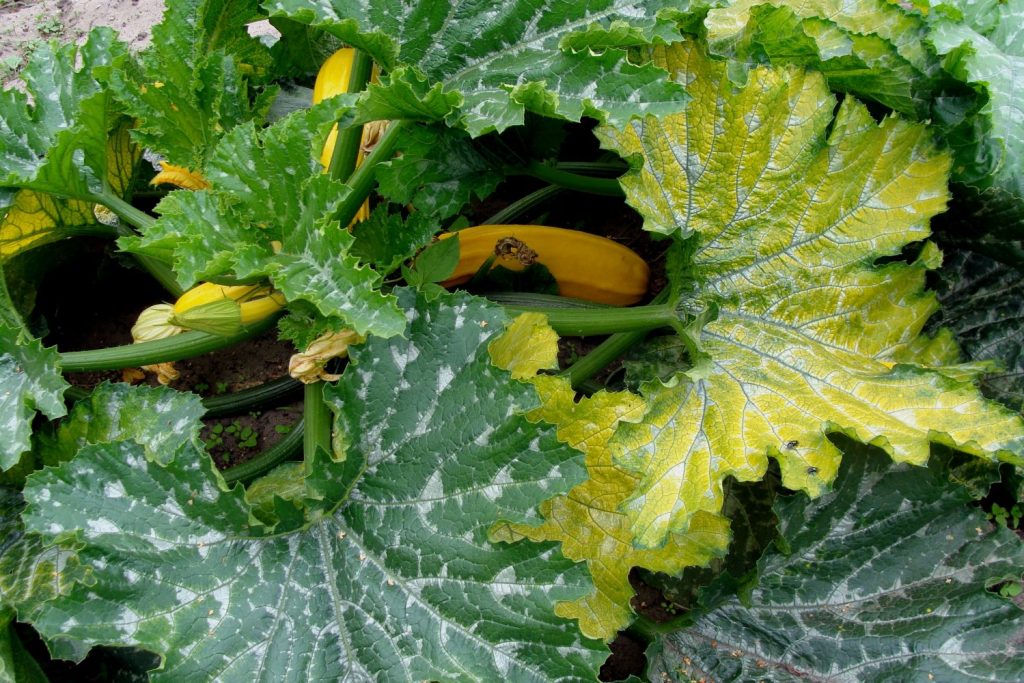 Courgette plant with downy mildew
