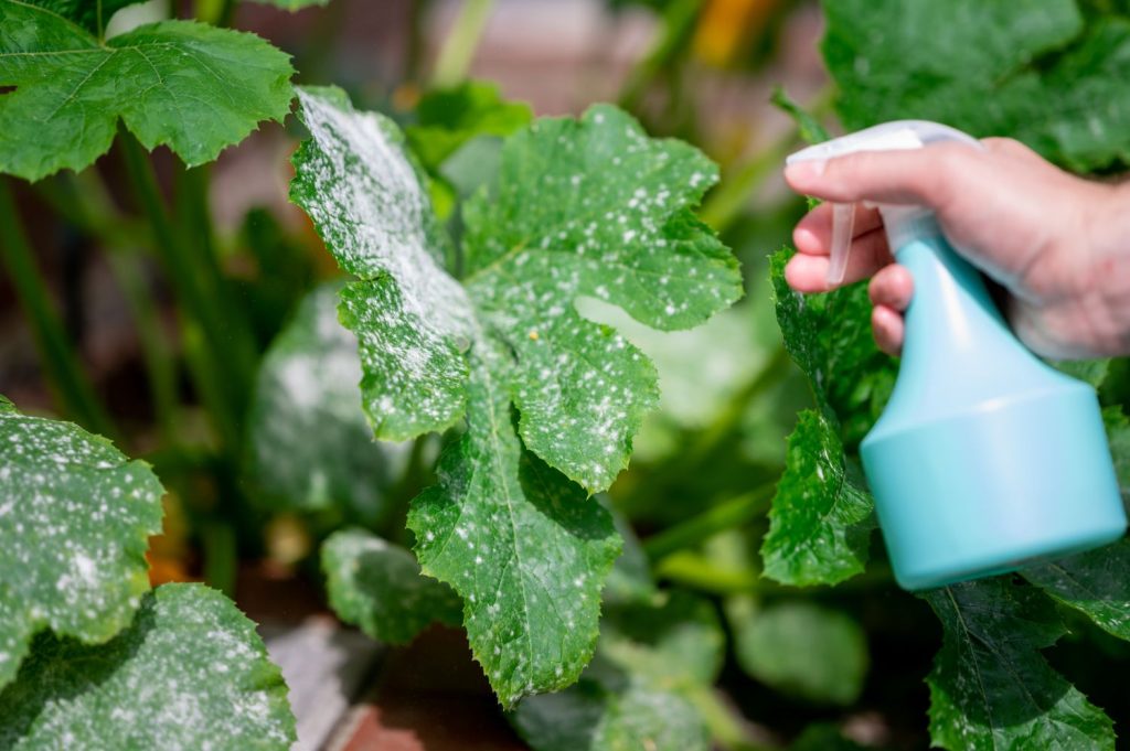 Spraying courgette with powdery mildew