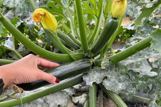 Powdery mildew on courgettes: identifying and treating white mould