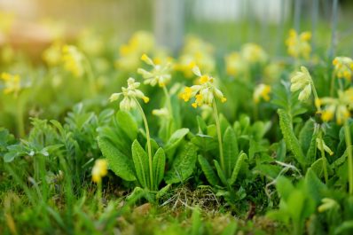 Cowslip: flowering time, location & toxicity