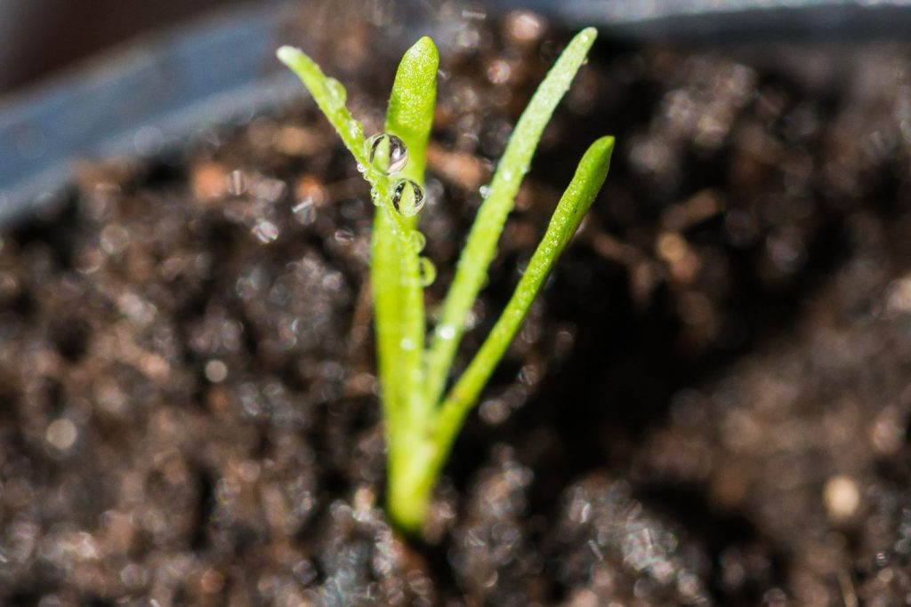 Craspedia seedling growing in soil