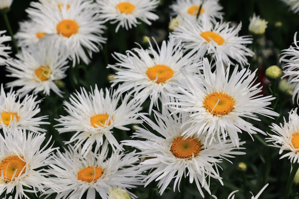 Various 'crazy daisies' flowers
