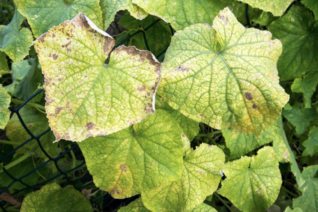 Diseased cucumber with yellowing foliage