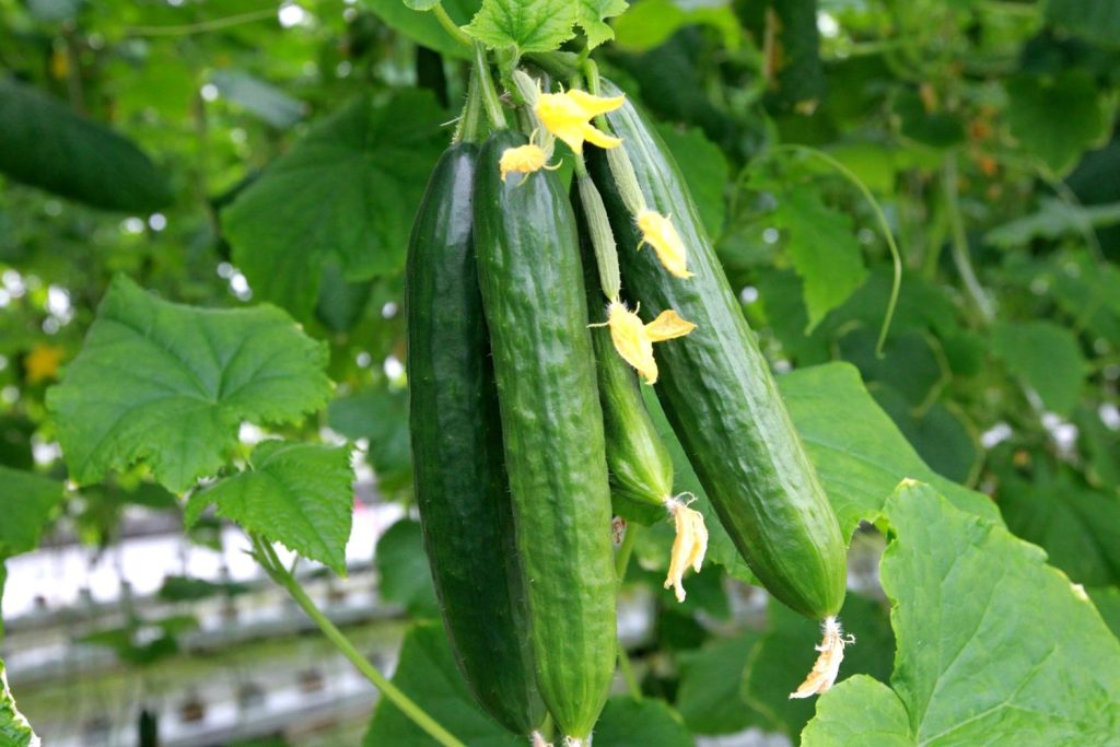 Cucumbers growing on a plant 