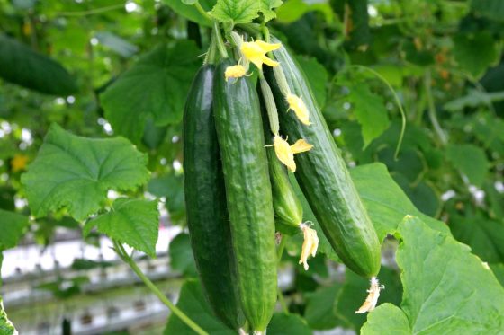 Feeding cucumber plants: when, how & what fertiliser?