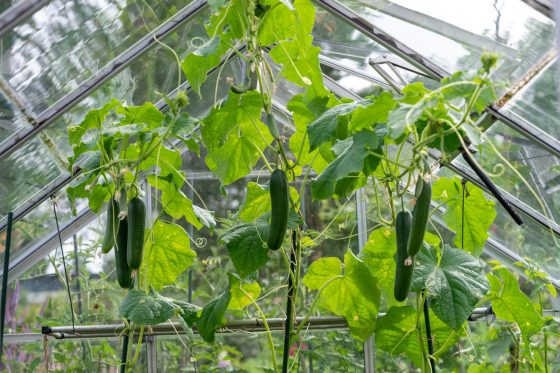 How to grow cucumbers in a greenhouse: tips & advantages