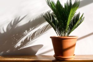 Sago palm