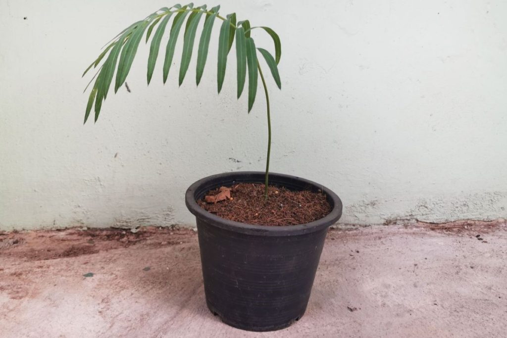 cycas revoluta seedlings