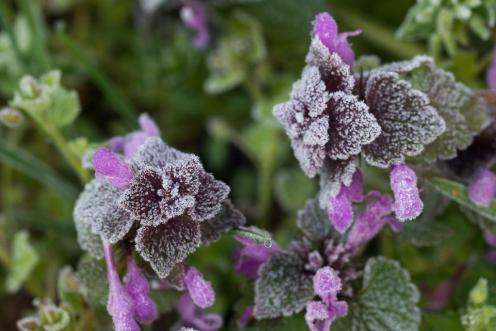 Purple deadnettle flower coated with frost