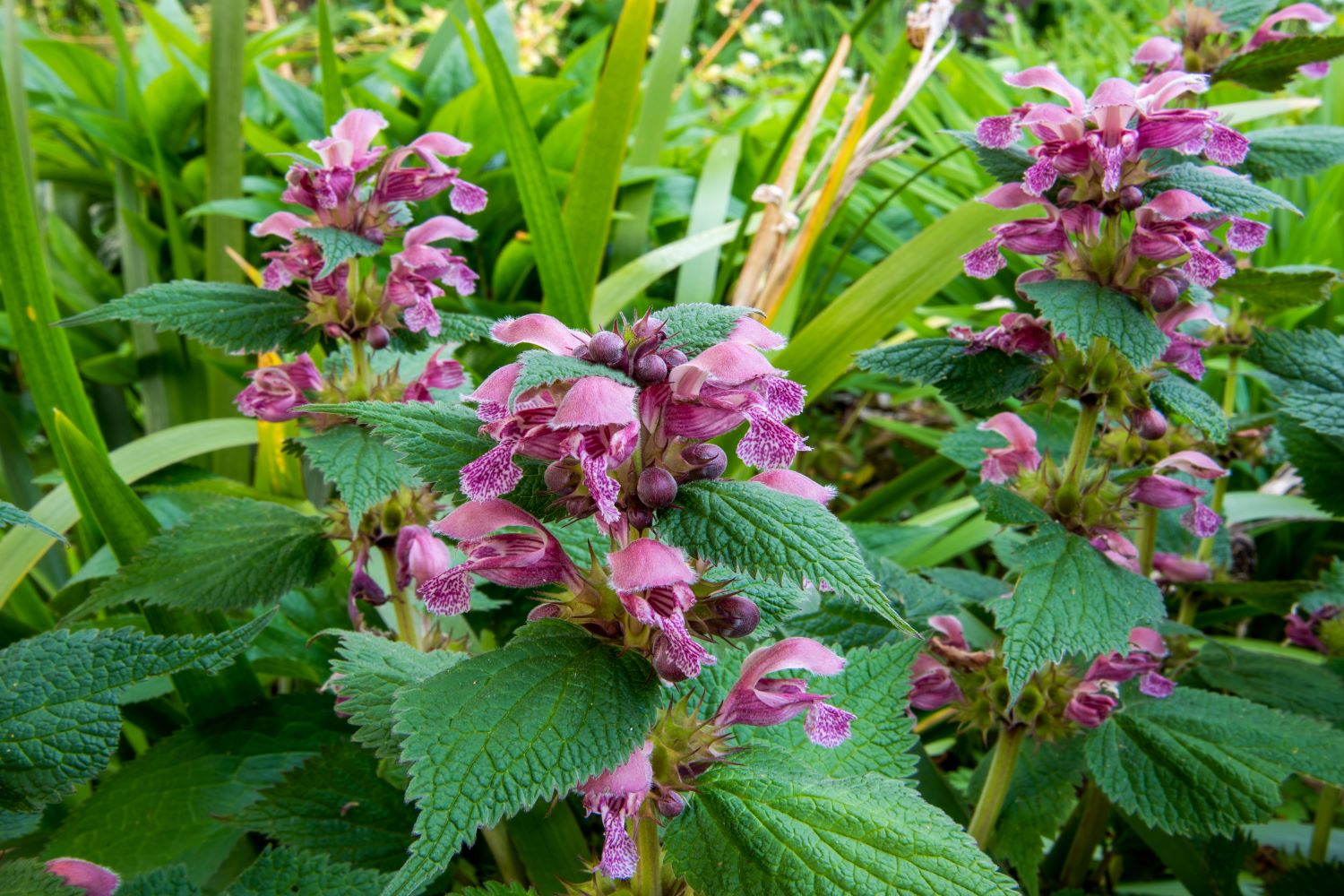 stinging nettle yellow flower