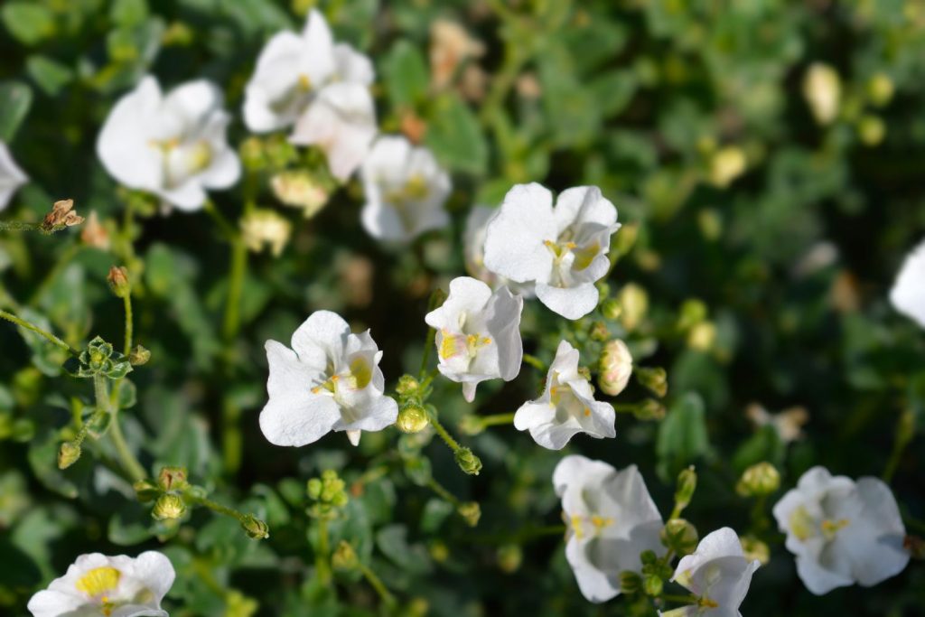 White flowers of Diascia barberae