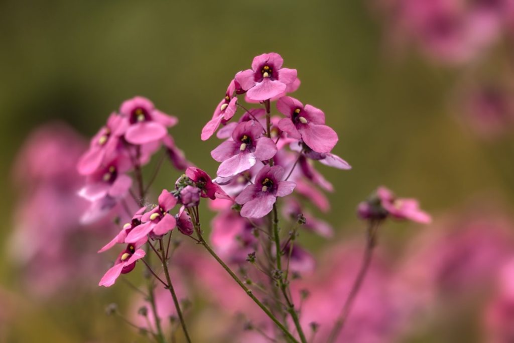 Diascia personata with pink flowers