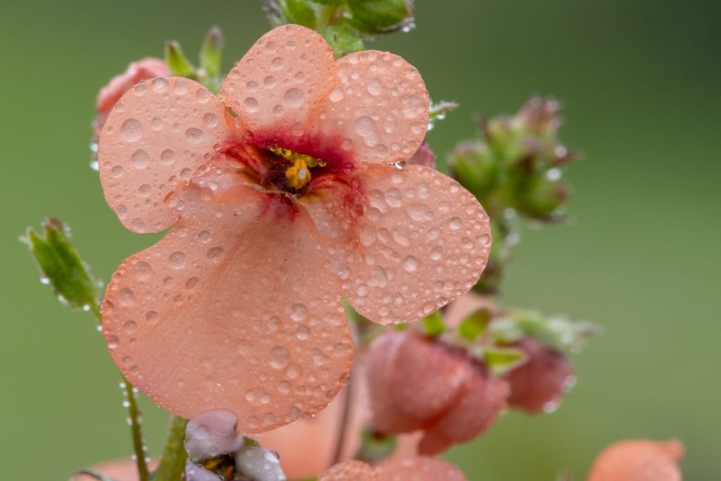 Close up of pink diascia flower