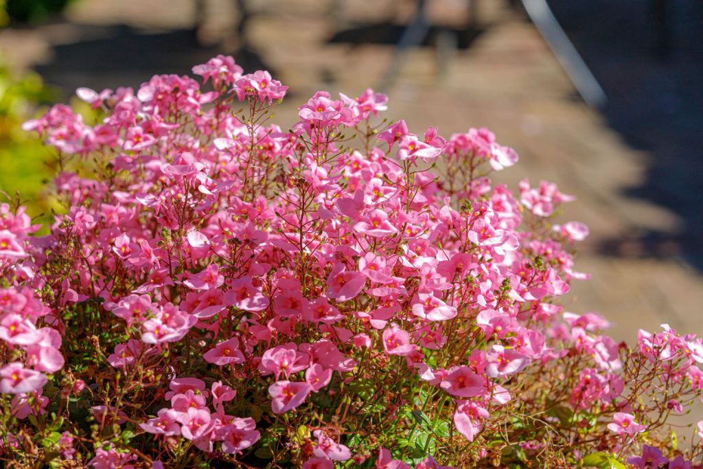 Diascia rigescens growing in sunny location