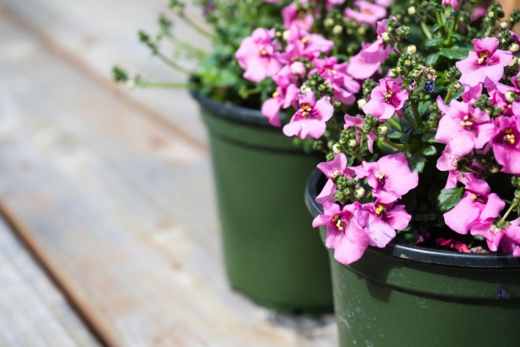 Close up of diascia flowers in pots