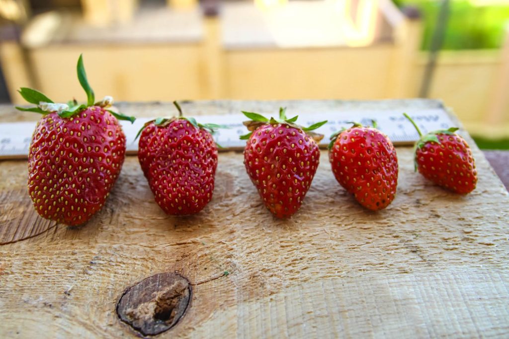 Large to small strawberries