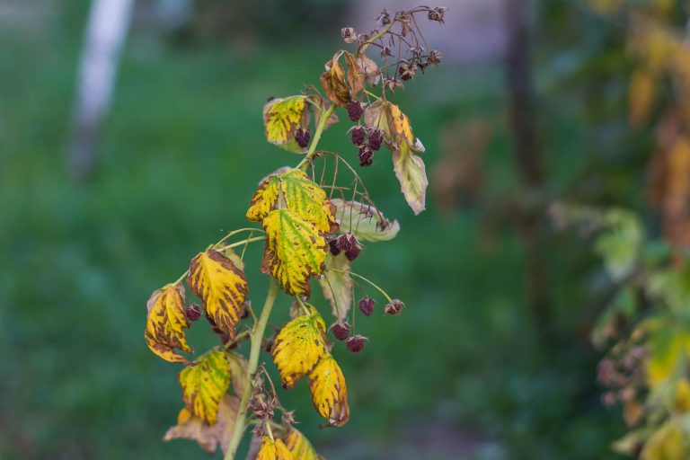 Identifying & treating yellow raspberry leaves Plantura