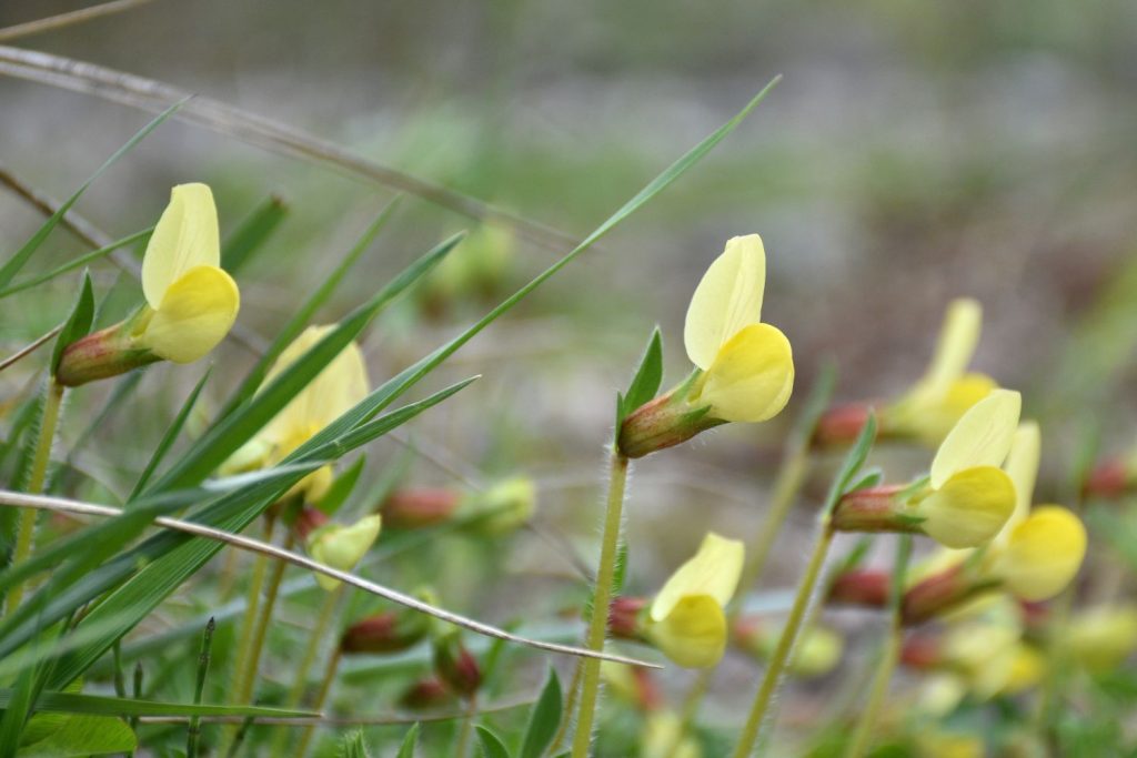 Lotus maritimus growing in grass