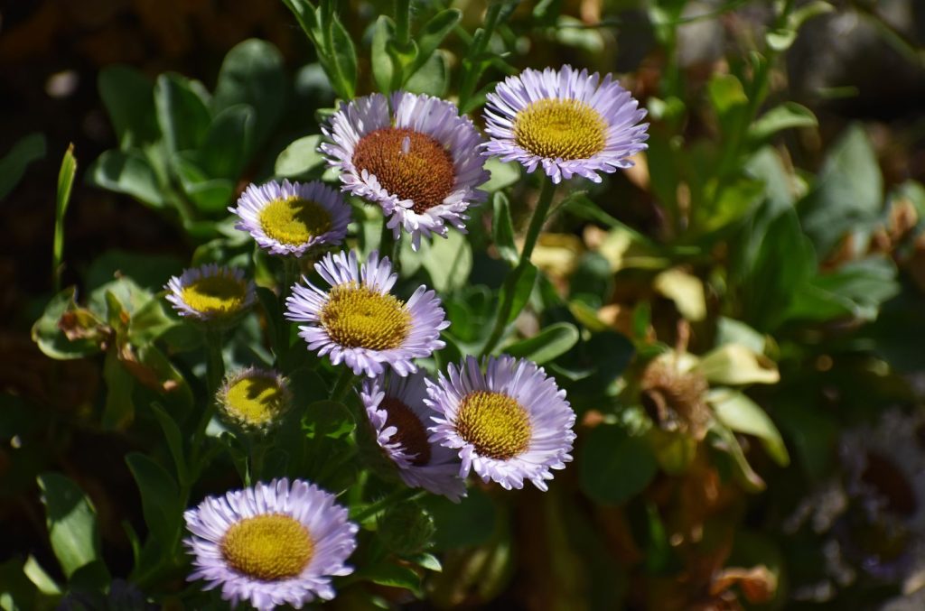 Mountain fleabane in the sun