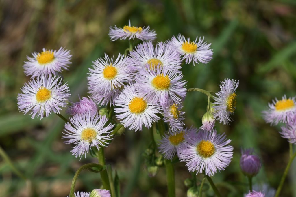 Flowers of the erigeron philadelphicus 