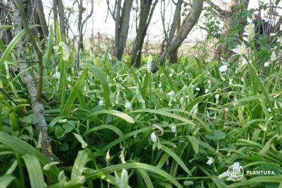 Few-flowered leek: how to recognise, grow & propagate