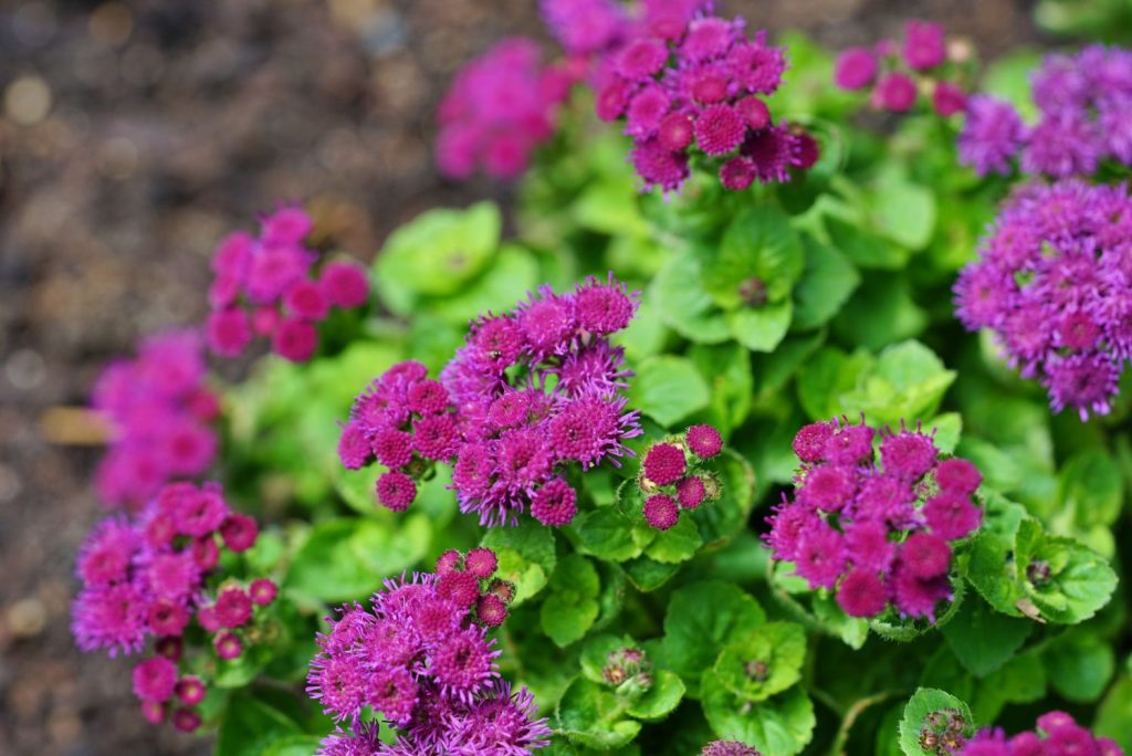 Bright purple flossflowers