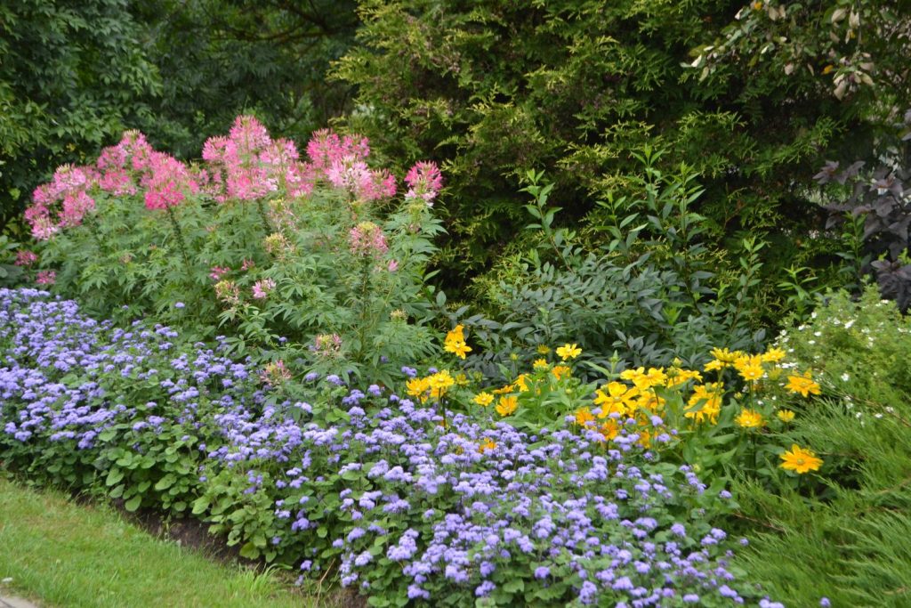 Flossflower growing in colourful garden