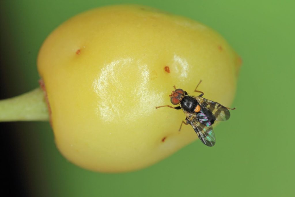 Cherry fruit fly identification & treatment Plantura
