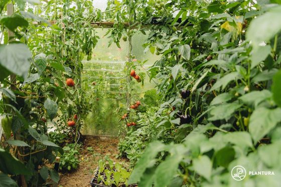 Planting in greenhouses: when & what to plant?