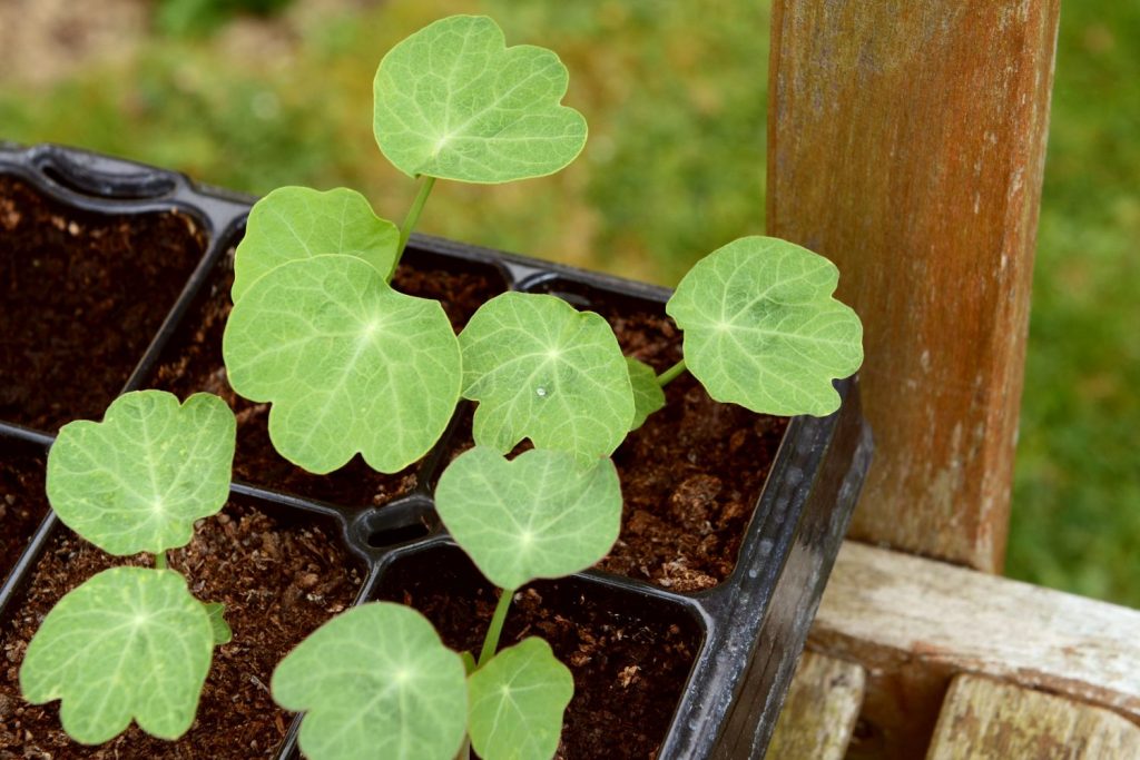 Young nasturtiums in containers