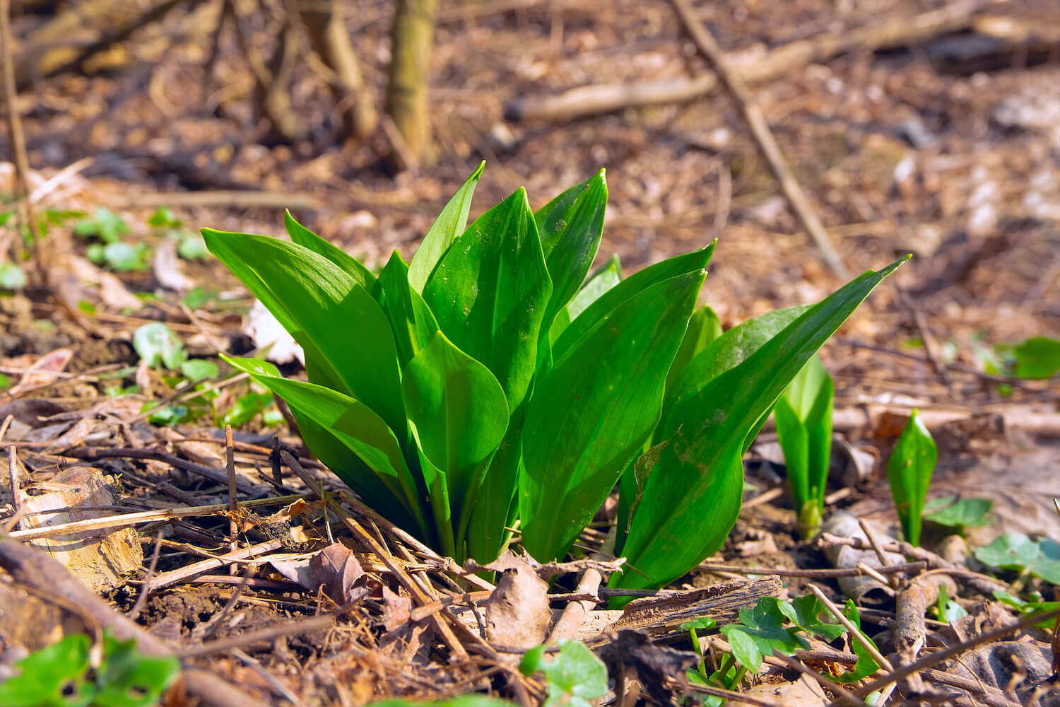 Planting wild garlic Plantura