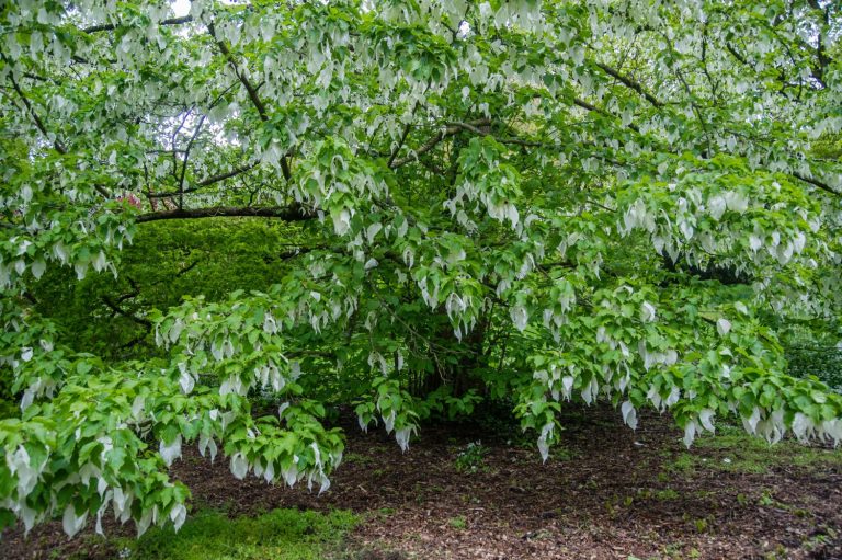 Handkerchief tree: useful tips for the tree - Plantura