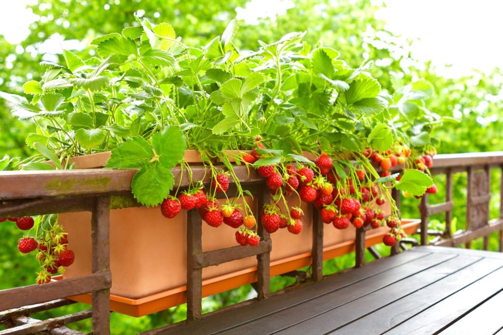 Strawberries growing in flower box