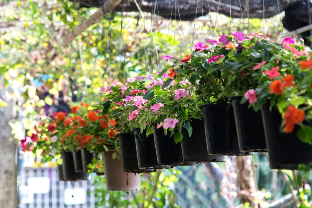 many hanging impatiens varieties