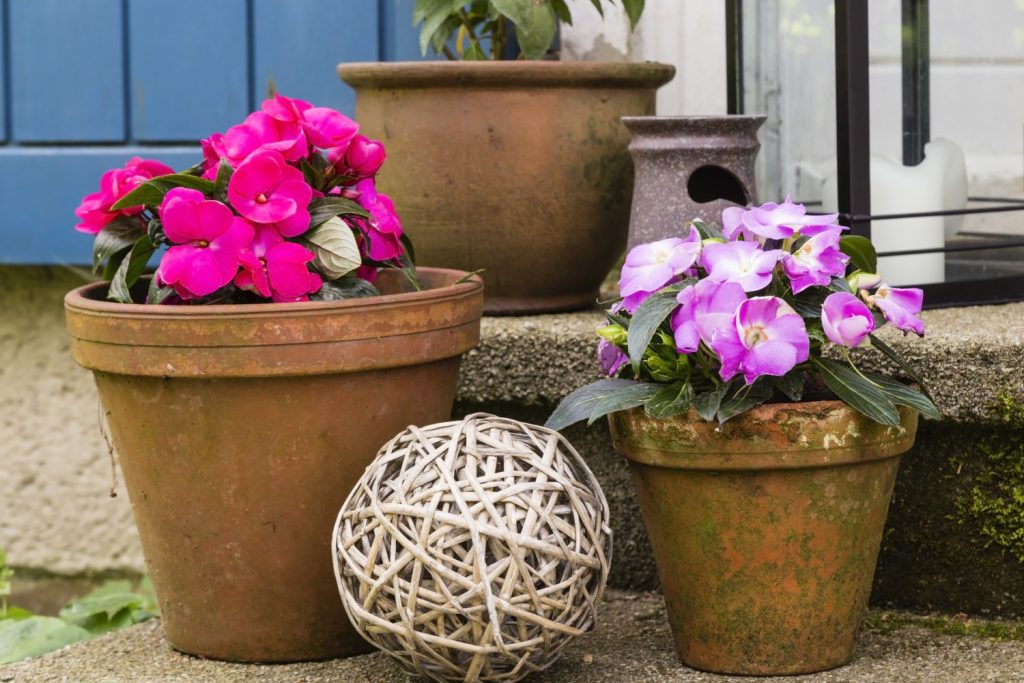 Busy lizzies thriving in pots