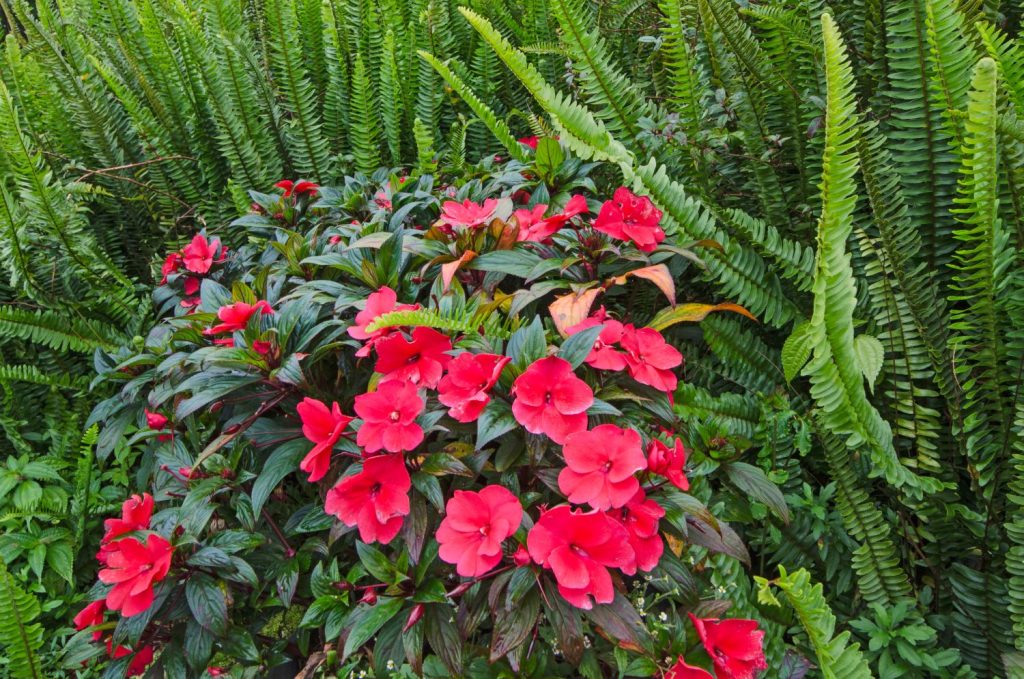 Red New Guinea Impatiens flowering