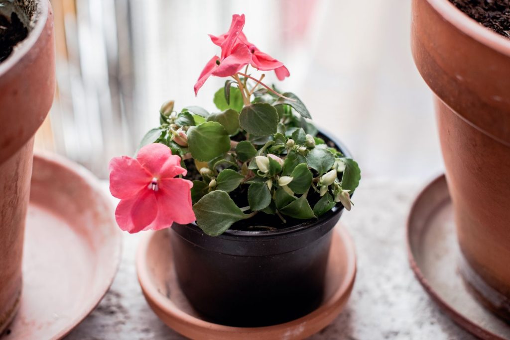 Busy lizzie growing in a pot