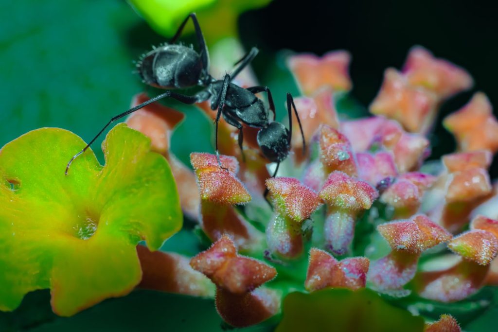 An ant on lantana flowers