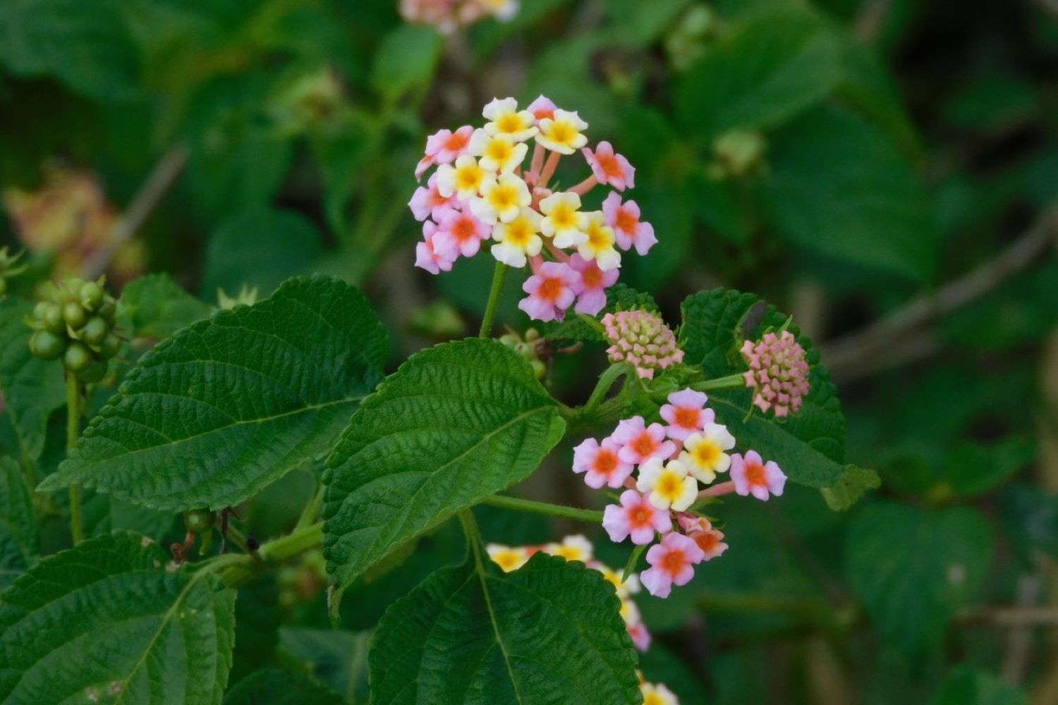 Lantana how to plant & propagate Plantura