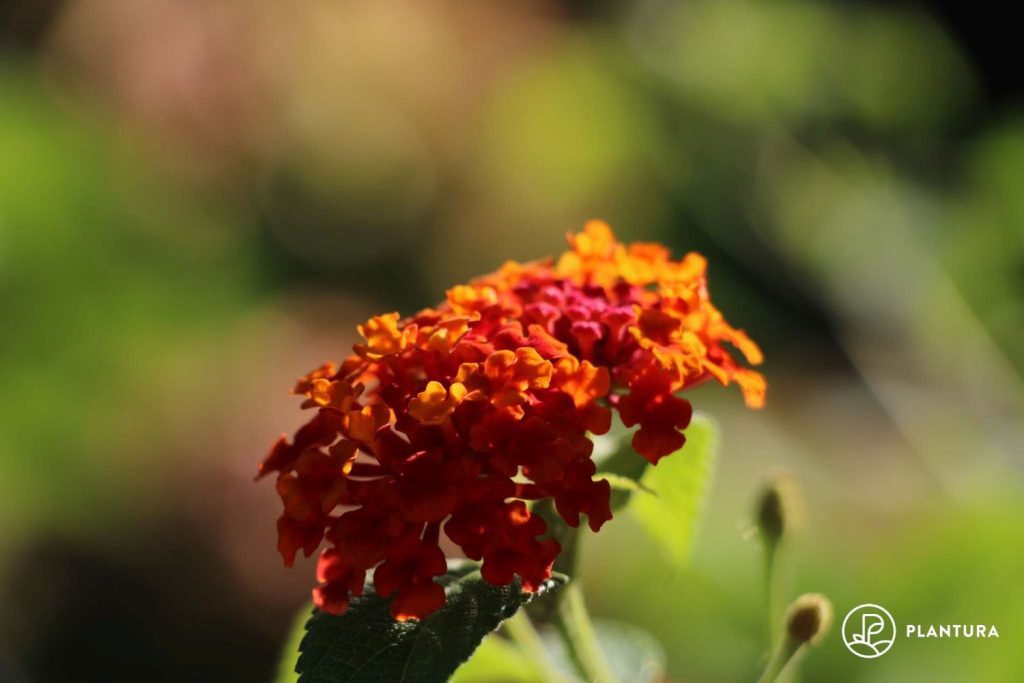 Dark orange lantana flowers