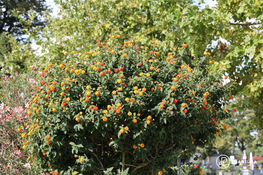 A tall shrub lantana