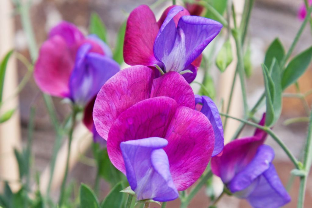 The variety 'Cupani' grows larger than other sweet peas [Photo: pjhpix/ Shutterstock.com]