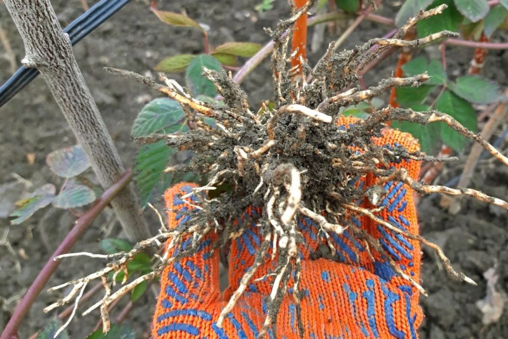 Newly developed roots on layered cane