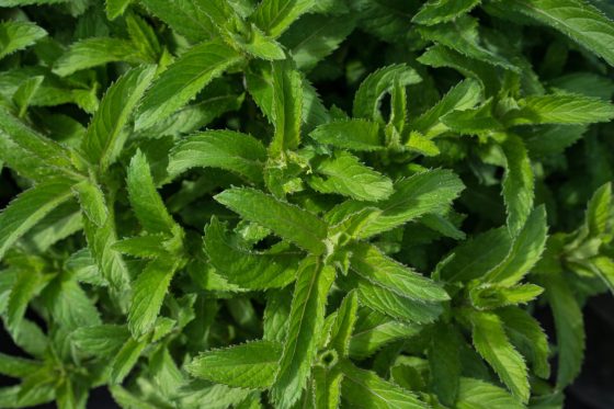 Mint: how to propagate, overwinter & more - Plantura