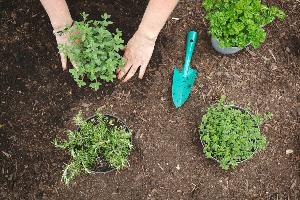 lemon thyme and other herbs