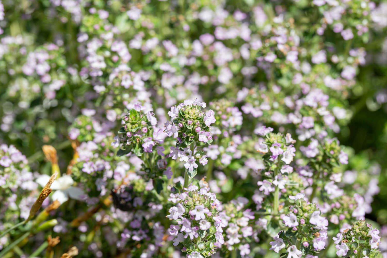 Lemon thyme how to grow, propagate & use Plantura